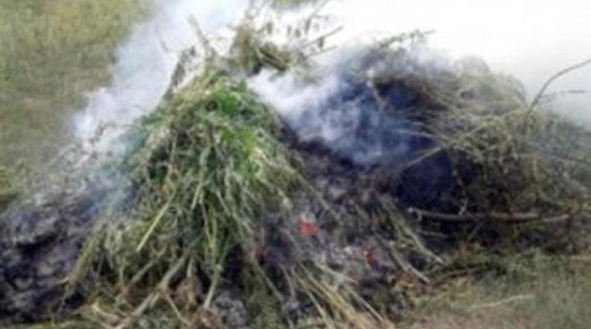 &Ccedil;ıldır'da 115 Bin k&ouml;k Hint keneviri ele ge&ccedil;irildi