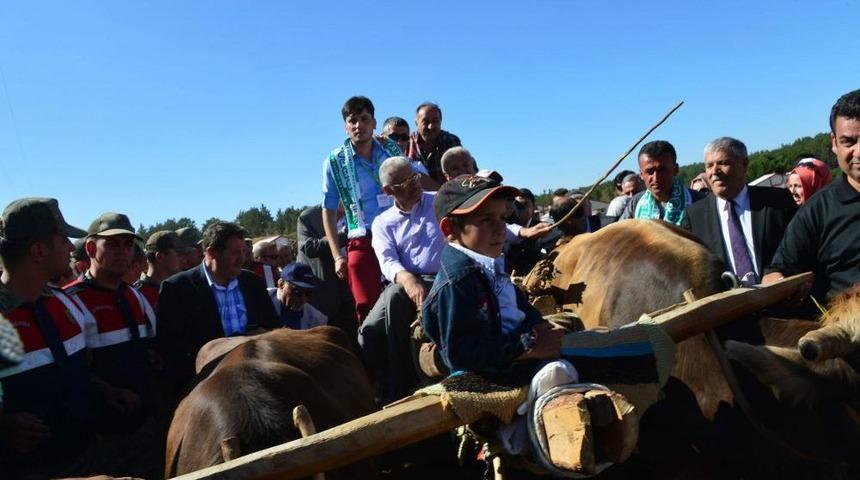 Bakan Yıldırım, Festivalde Kağnıya Bindi