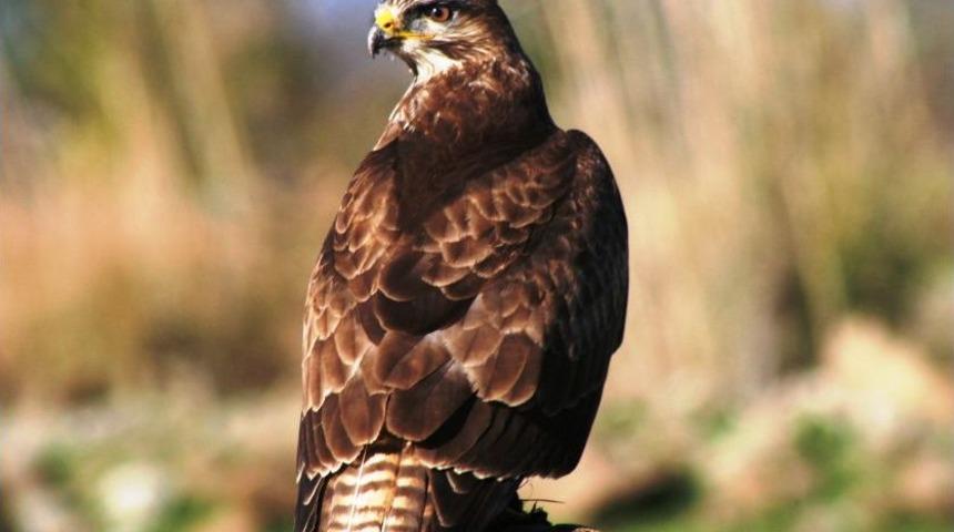 Hatay'daki Kuş T&uuml;rlerinin Satıldığı Iddia Edildi