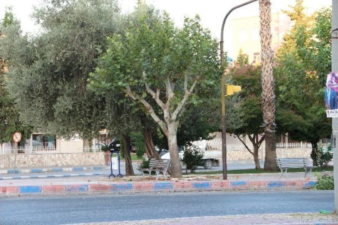 &Ccedil;ınar Ağa&ccedil;larının Dallarını Kırarak Zarar Verdi