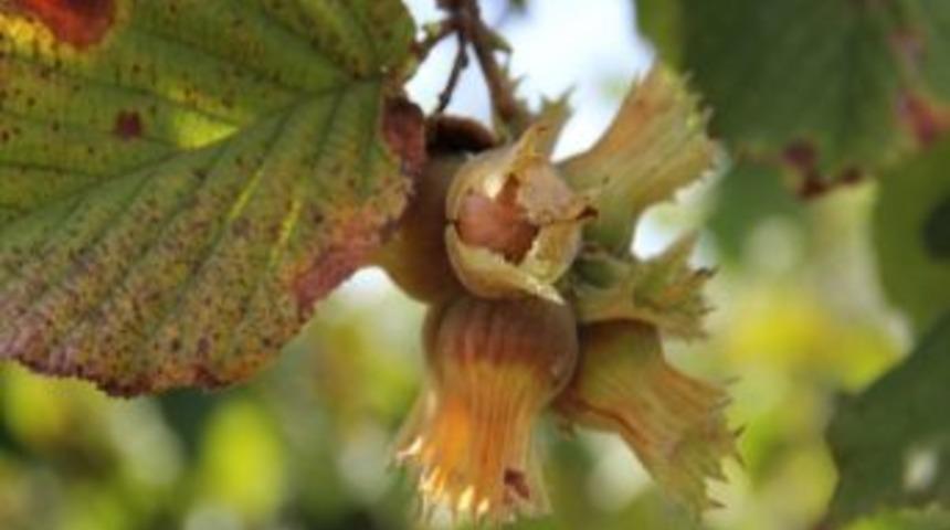 Serbest Piyasada Fındık Fiyatları Oluşmaya Başladı