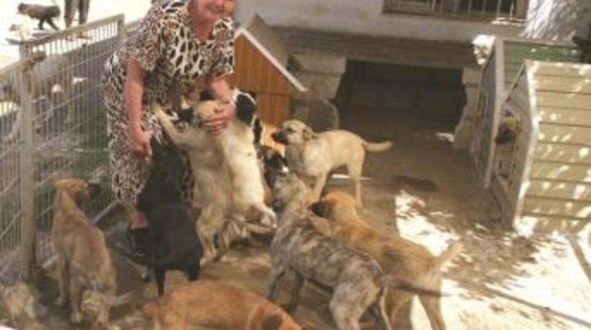 Sel&ccedil;uk'ta Sahipli Hayvanlar Kayıt Altına Alınıyor