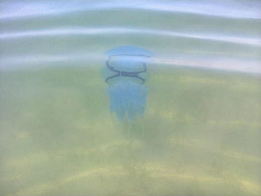 Lapseki Sahillerinde Mavi Tehlike