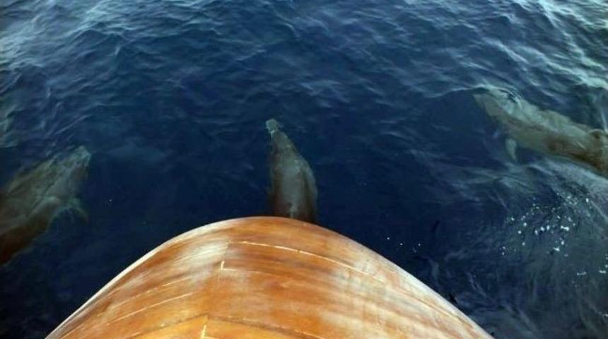 Sevimli Yunuslar Didim A&ccedil;ıklarında