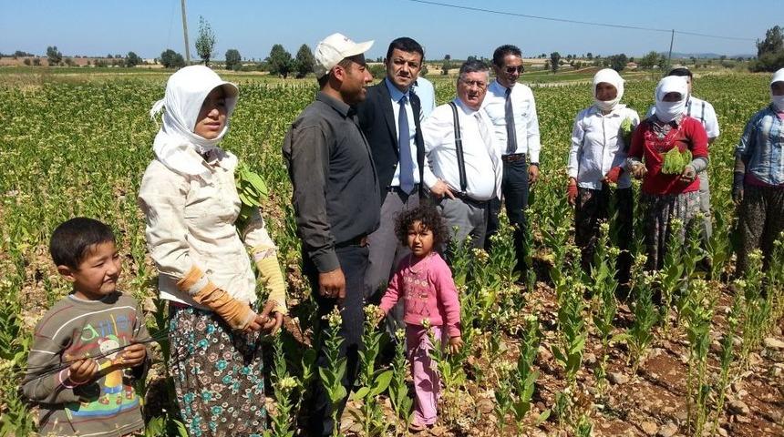 Keskin: T&uuml;t&uuml;n &Uuml;reticisi Kaderine Terk Edildi