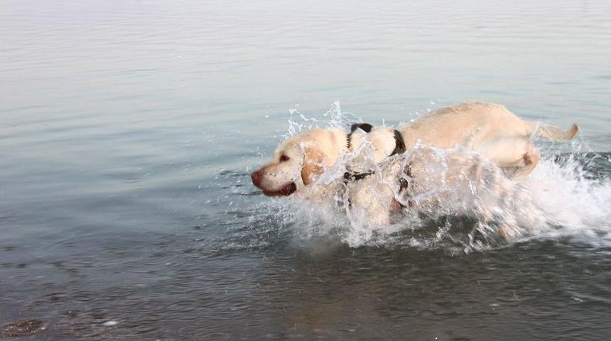 Sıcaktan Bunalan K&ouml;pek Denizde Serinledi