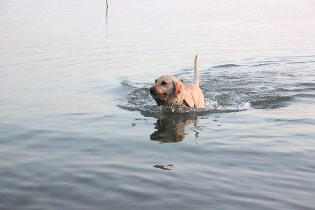 Sıcaktan Bunalan Köpek Denizde Serinledi