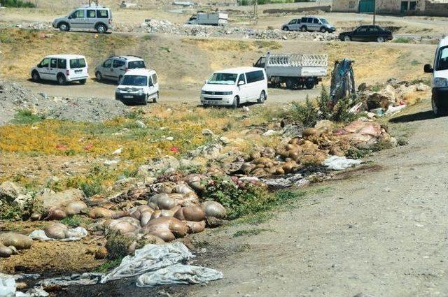 Bu Manzaranın Önüne Geçilemiyor 1