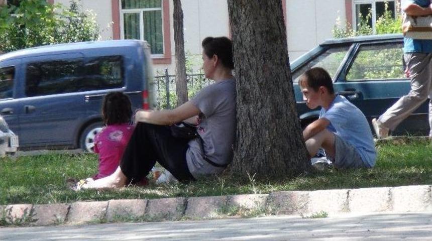 Ağa&ccedil;ların Altında Serinlemeye &Ccedil;alışıyorlar