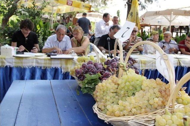 En G&uuml;zel &Uuml;z&uuml;mler Karaburun da Yarıştı 2