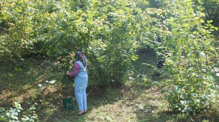 Ereğli&rsquo;de Fındık Sezonu Başladı