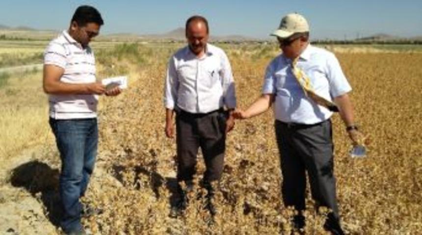 Ereğli&rsquo;de Aspir Ekimi Yaygınlaşıyor