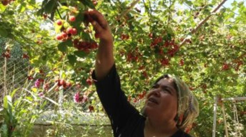 Devrekli &Ccedil;ift&ccedil;i Bah&ccedil;esinde Ahududu Yetiştiriyor