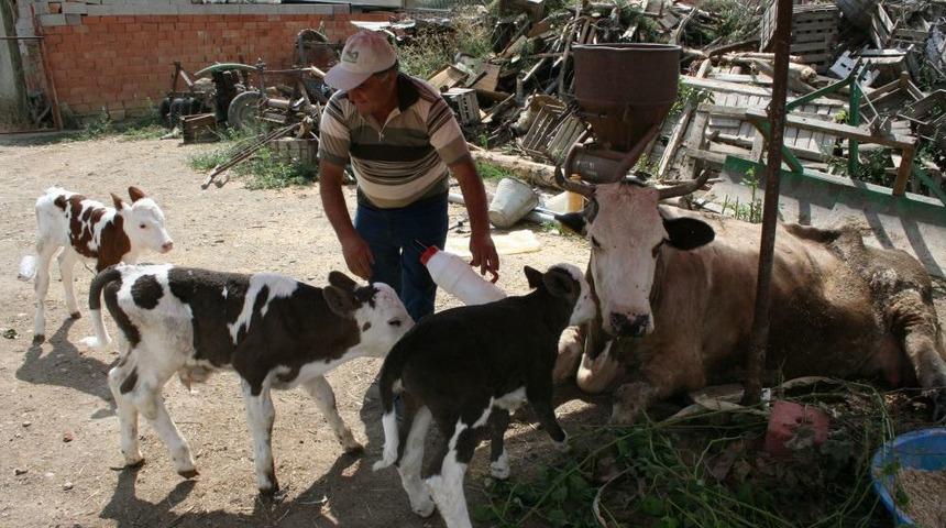 İnek &Uuml;&ccedil;&uuml;z Doğurdu &Ccedil;ift&ccedil;i &Ccedil;ifte Bayram Yaşadı