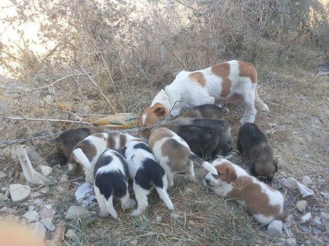 Sokak Hayvanları İçin Anlamlı Proje