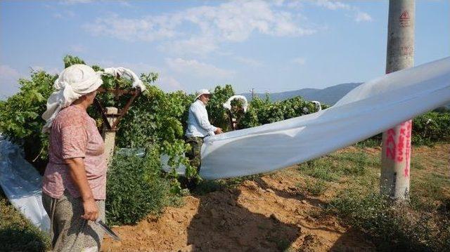 Dünyaca Ünlü Üzüm Bağları Örtü İle Korunuyor