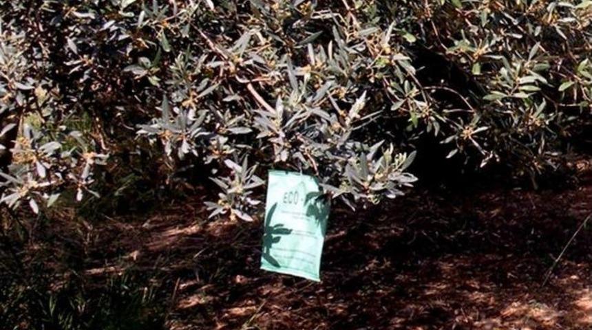Zeytin Sineğine Karşı Ağa&ccedil;lara Tuzak Asılıyor