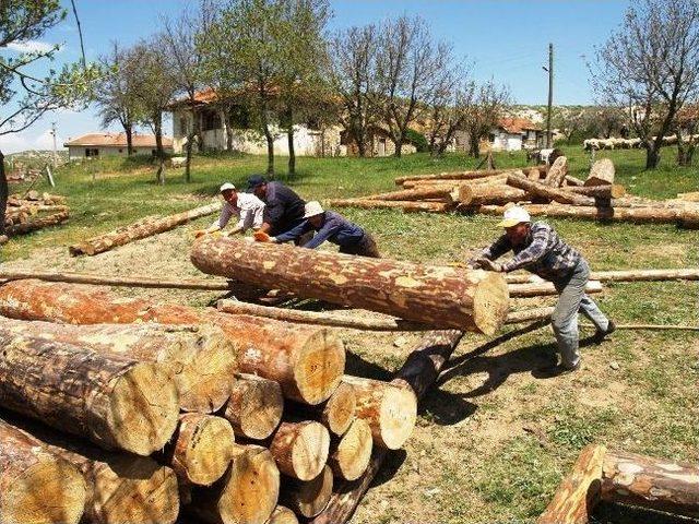 Odun Sektörünün Sorunları