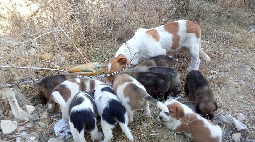 Sokak Hayvanları Imece Usul&uuml; Besleniyor