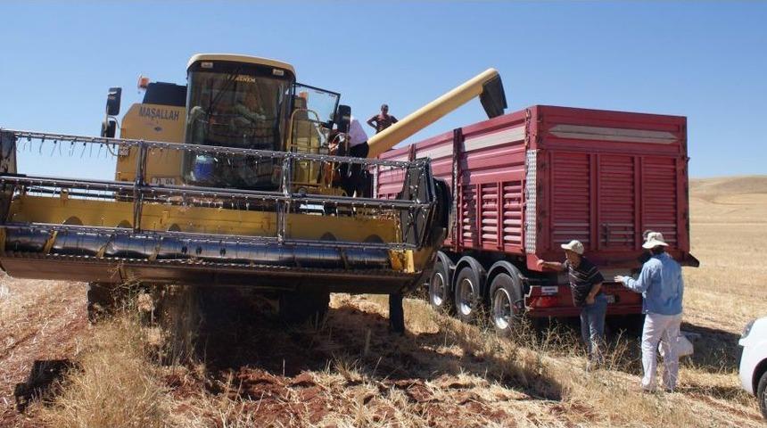 Kırıkkale'de Aspir Hasadı Başladı