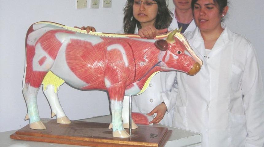 Erzurum'da Deney Hayvanları I&ccedil;in Eğitim Programı D&uuml;zenelenecek