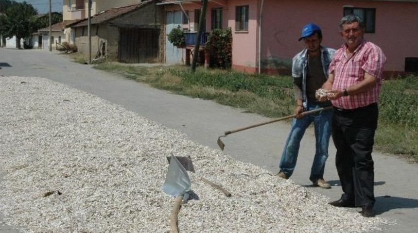 Yenişehir Ay&ccedil;ekirdeğini İneg&ouml;l Mahsul&uuml; Diye Satıyorlar