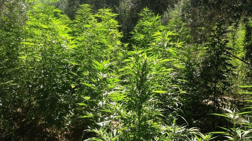 Fethiye'de Uyuşturucu Operasyonu