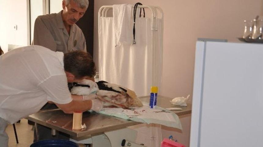 Elektriğe &Ccedil;arpılan Leylekler Tedavi Edildi