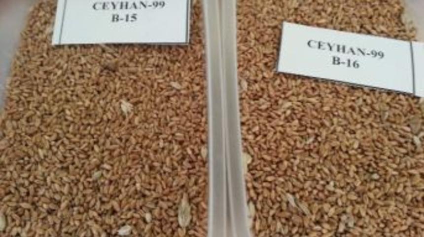 Borsa&rsquo;da Ekmeklik Buğday İhalesi