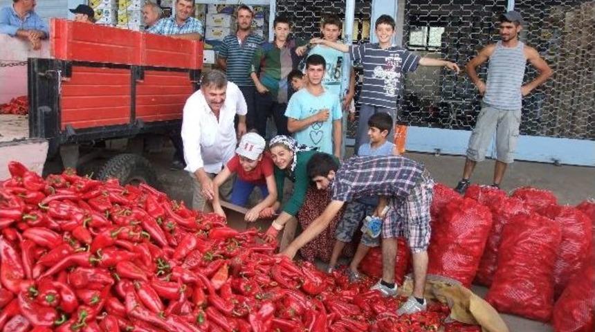 Bafra &Uuml;retiyor, T&uuml;rkiye, Avrupa Ve G&uuml;rcistan T&uuml;ketiyor