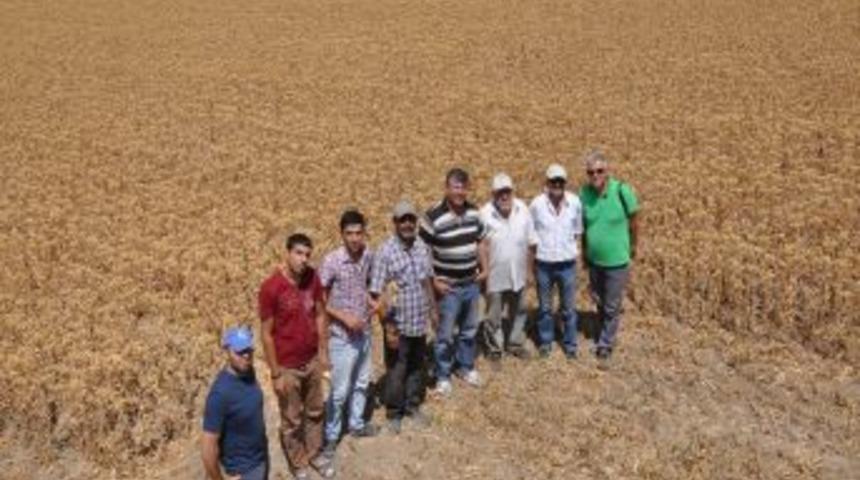 Başkent'te Aspir Hasadı Başladı