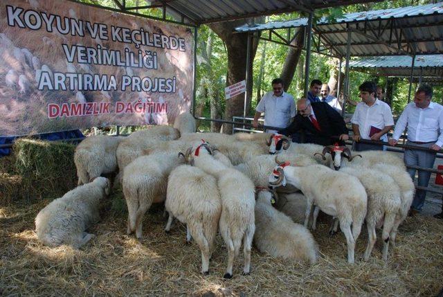 Kırsal Kalkınma Yatırımlarının Desteklenmesi Programı 1
