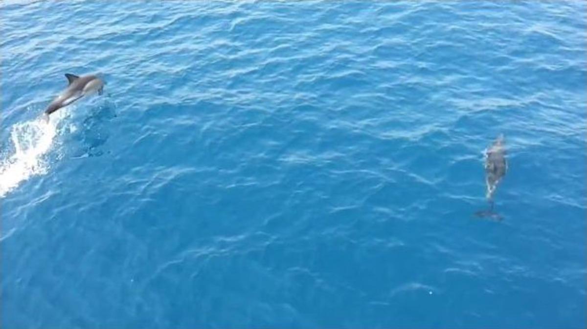 Ege Sularında Sevimli Yunusların Şovu Hayran Bıraktı