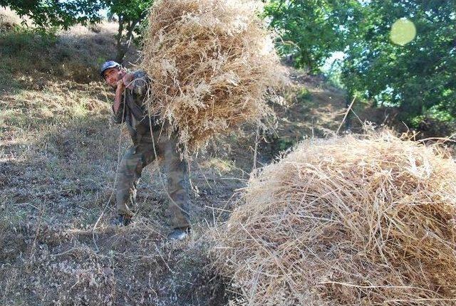 Geçen Yıl Saman Fiyatları El Yakınca Bu Yıl Besici Tedbirini Erken Aldı 1
