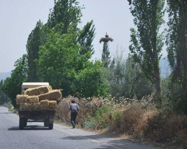 Geçen Yıl Saman Fiyatları El Yakınca Bu Yıl Besici Tedbirini Erken Aldı 2