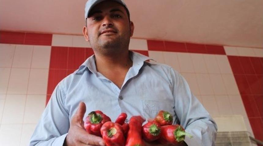 Yeşilk&ouml;yl&uuml; Biber &Uuml;reticileri Sal&ccedil;a Fabrikası İstiyor