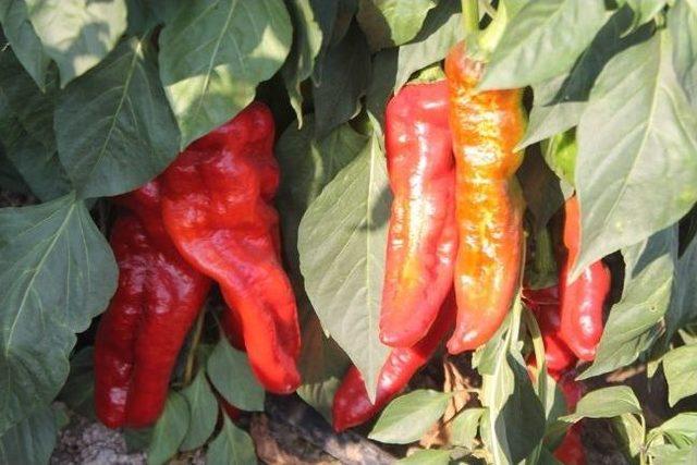 Yeşilk&ouml;yl&uuml; Biber &Uuml;reticileri Sal&ccedil;a Fabrikası İstiyor 1