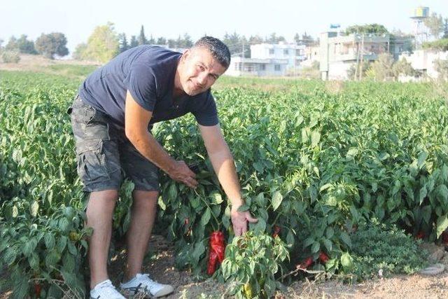 Yeşilk&ouml;yl&uuml; Biber &Uuml;reticileri Sal&ccedil;a Fabrikası İstiyor 2
