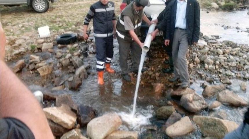 &Ccedil;ambaşı Yaylası Derelerine 20 Bin Kırmızı Benekli Alabalık Salındı