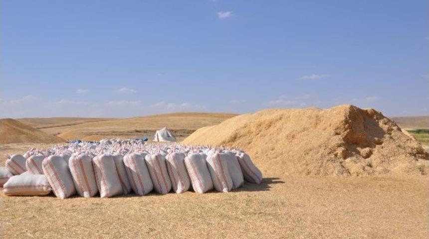 Muş&rsquo;ta Saman Fiyatları D&uuml;şt&uuml;