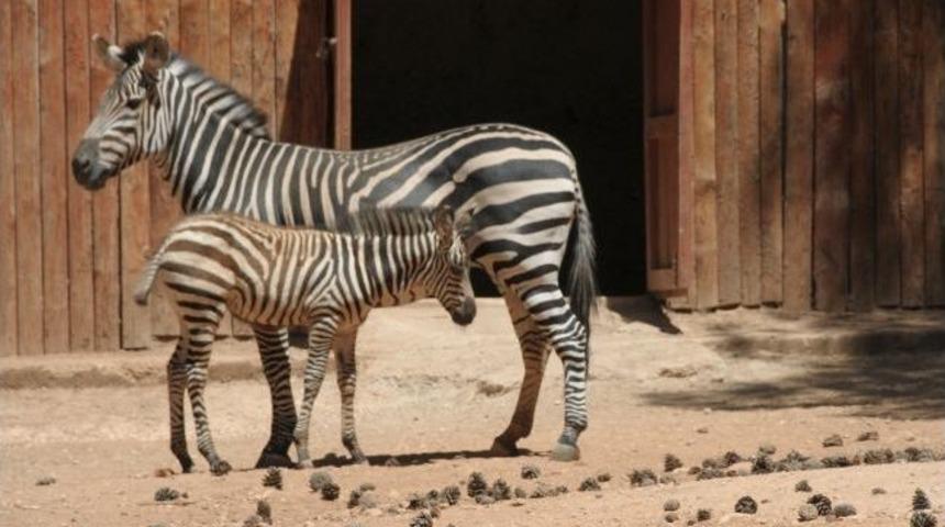 Gaziantep Hayvanat Bah&ccedil;esi &Ccedil;ifte Bayram Yaşadı