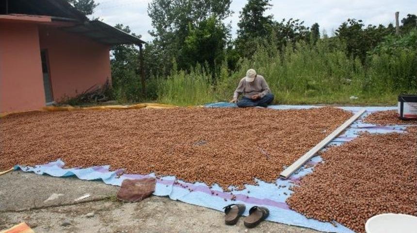 "fındığı Naylon &Ccedil;uvallarda Bırakmayın" Uyarısı