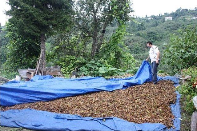 "fındığı Naylon &Ccedil;uvallarda Bırakmayın" Uyarısı 1