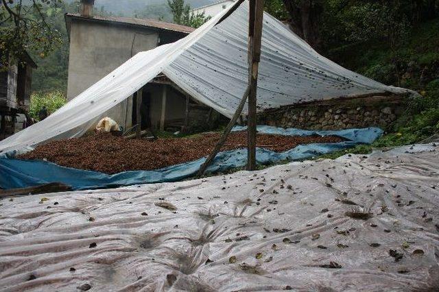 "fındığı Naylon &Ccedil;uvallarda Bırakmayın" Uyarısı 3