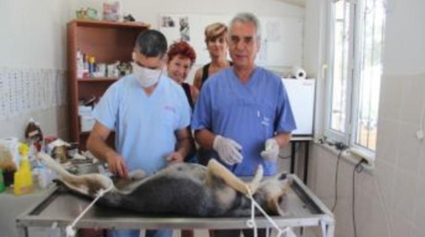 Burhaniye&rsquo;de Sokak K&ouml;pekleri Kısırlaştırılıyor