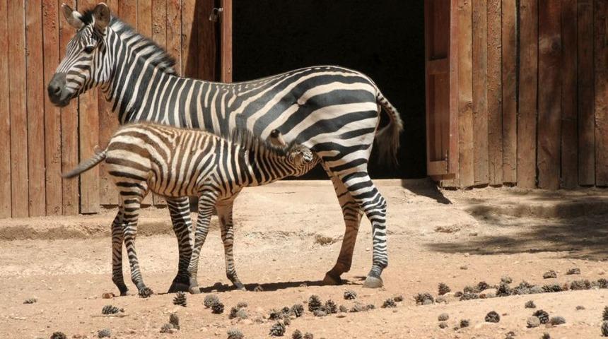 T&uuml;rkiye&rsquo;de ilk kez bir zebra doğum yaptı