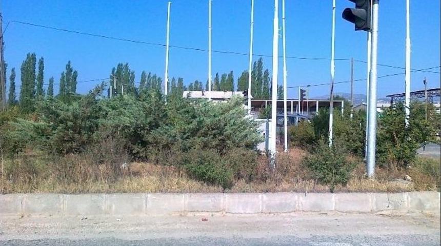 Kavşaktaki Ağa&ccedil;lar 'kazaya Davetiye' &Ccedil;ıkarıyor