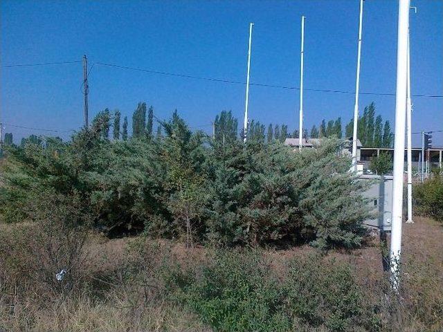 Kavşaktaki Ağa&ccedil;lar  kazaya Davetiye  &Ccedil;ıkarıyor 1