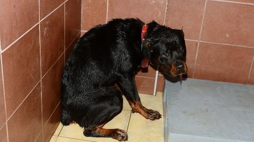 K&ouml;peği yangından belediye ekipleri kurtardı