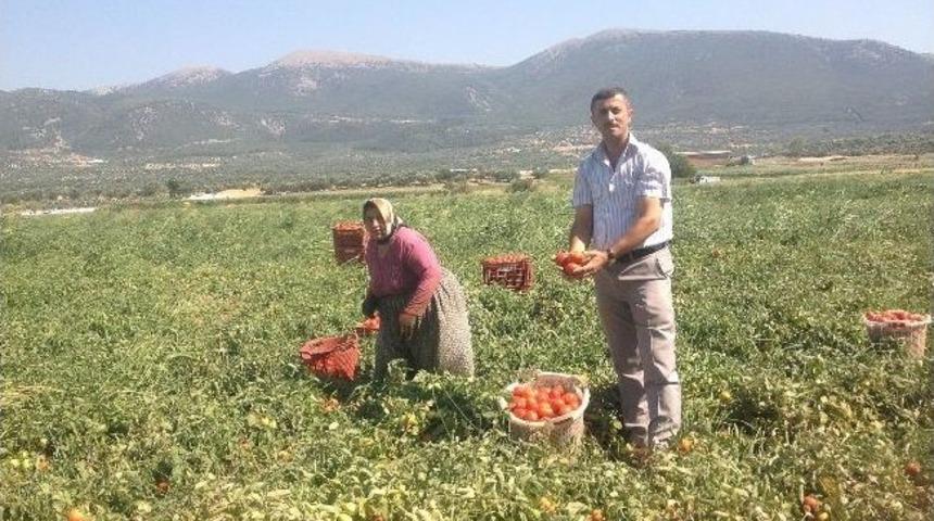 Avdan'da Tarımsal Atak